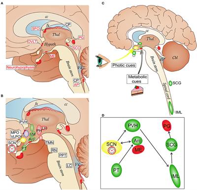 Circumventricular Organs and Parasite Neurotropism: Neglected Gates to the Brain?